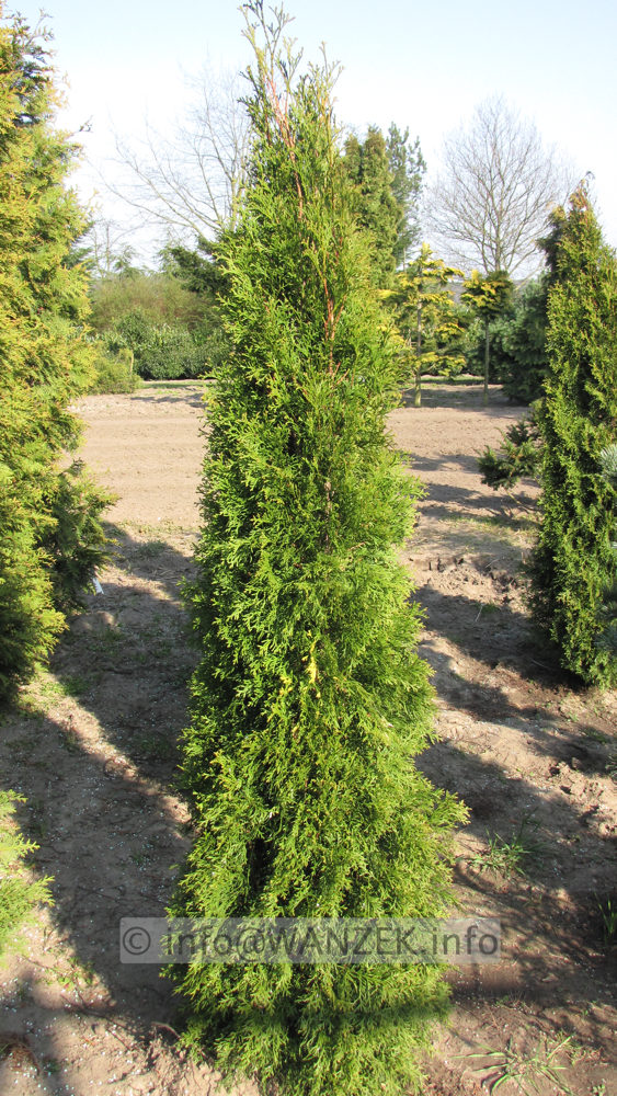 Thuja occidentalis Smaragd 05 200cm.JPG